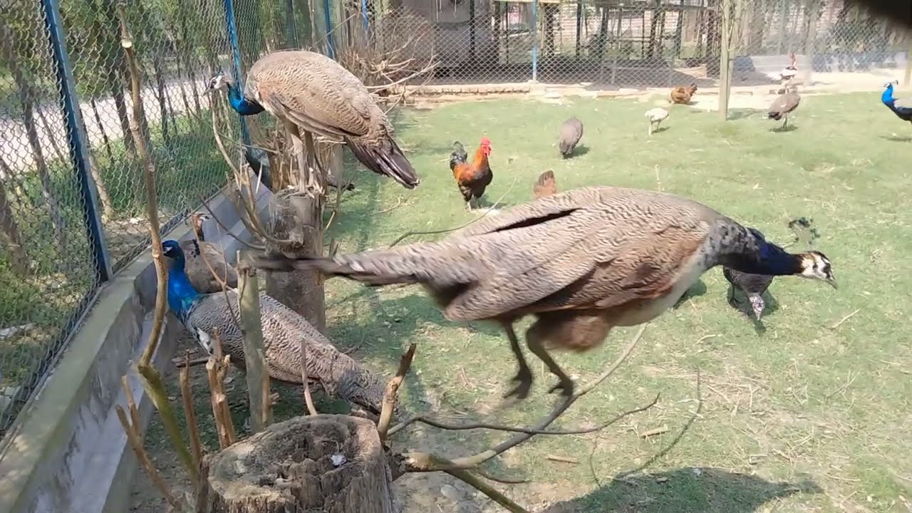 ময়ূর ময়ূরী টার্কি মুরগী এভিয়ারি | Peacock, Turkey at Birds Aviary |  HSTU Dinajpur