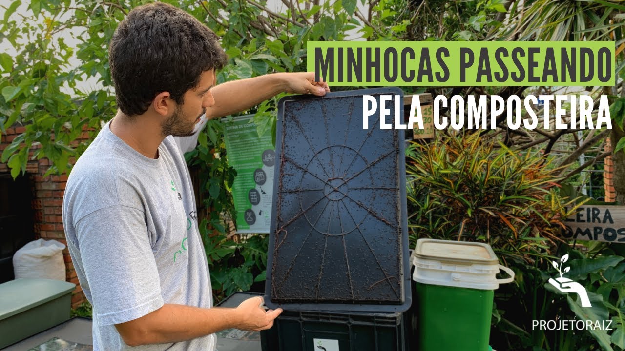 Minhocas fugindo/passeando na composteira