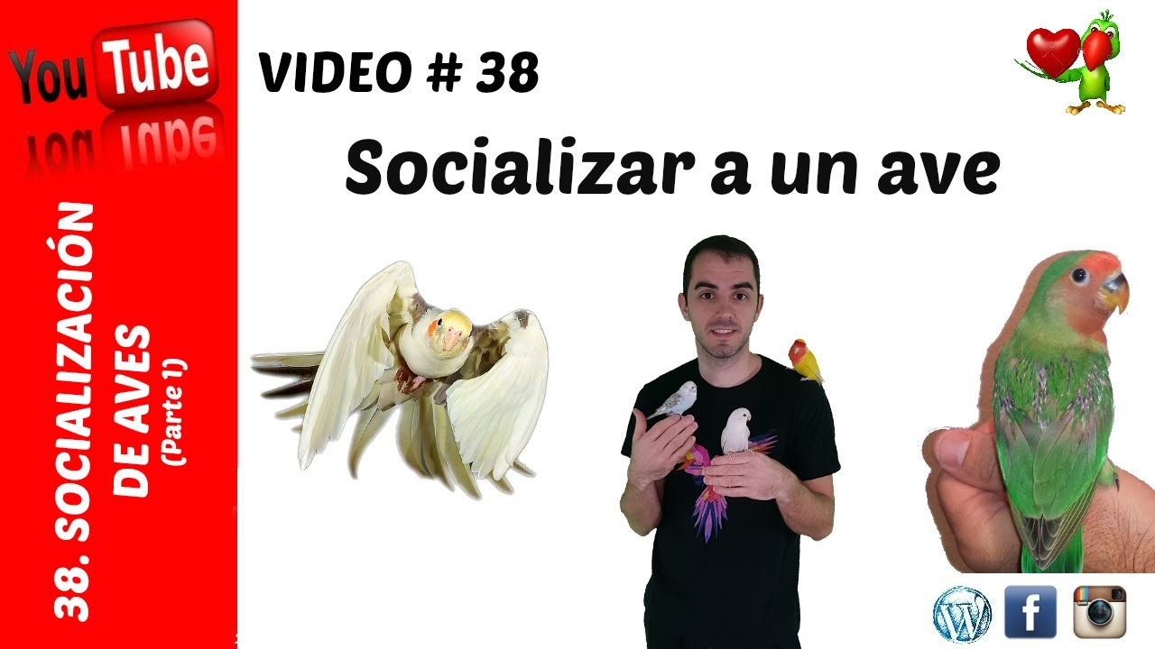 Como adiestrar un periquito, agaporni, carolina (Parte 1)