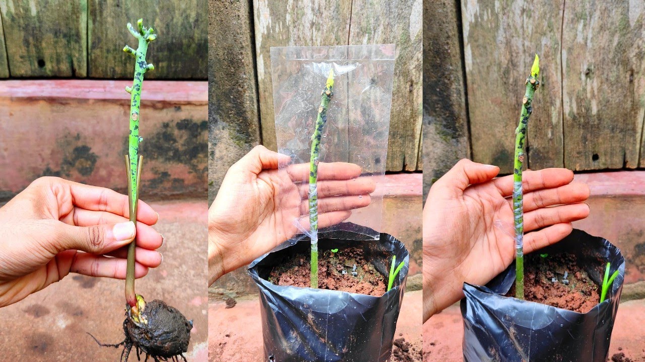 Mango Stone Grafting | 💯 % success results | Mango grafting simple technique