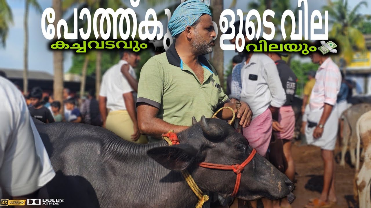 🐃വളർത്തുപോത്ത്കുട്ടികളുടെ💸വിലയും കച്ചവടവും Chattipparamba Chanda | Chattipparamba market | Buffalo