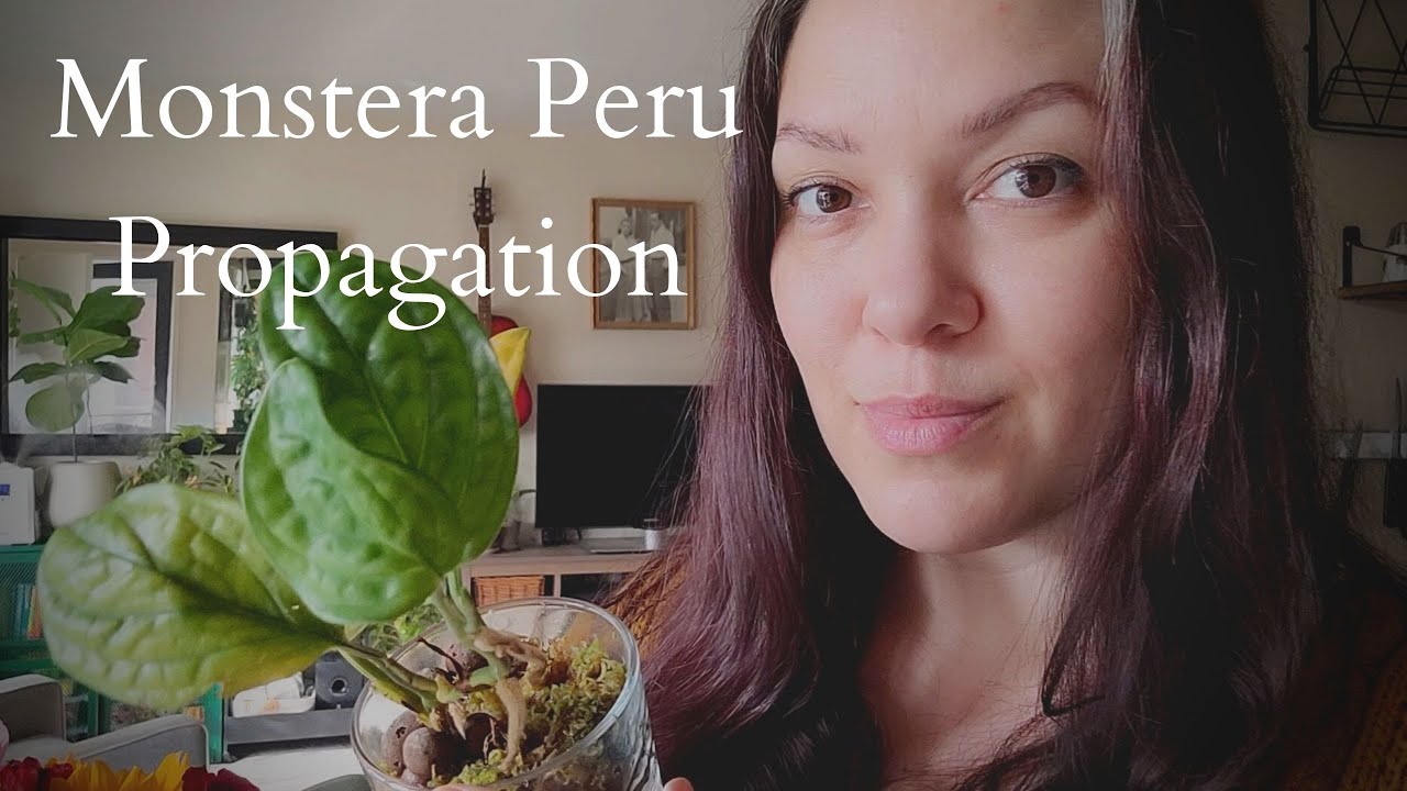 MONSTERA PERU PROPAGATION | How I propagated my cutting and repotting (PLUS PERSONAL ANNOUNCEMENT)