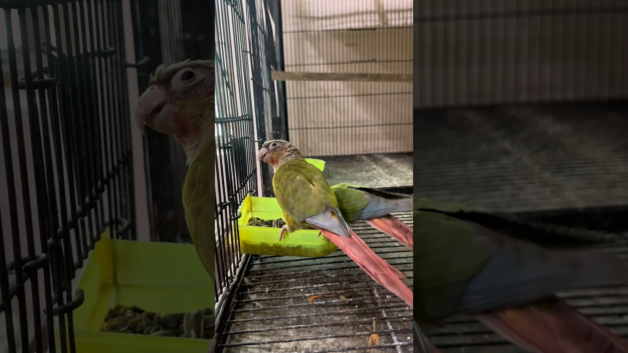 Conures Breeding Challenge - Day 2 😍👏🏻 #ardailypetvlogs #conureparrot #petshorts