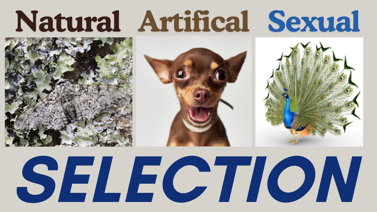 Natural Selection: What Every AP Bio Student Needs to Know!
