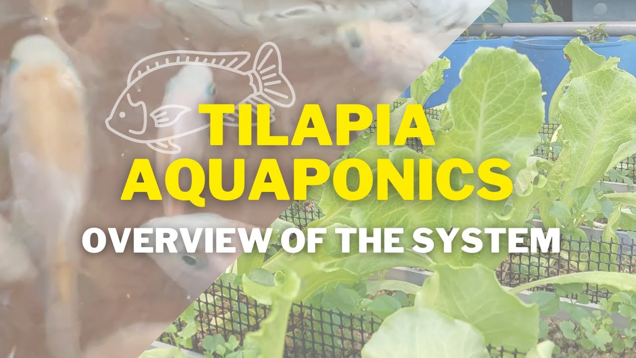 ENG & MALAY SUB) Overview of Aquaponics Tilapia in RAS Aquaculture