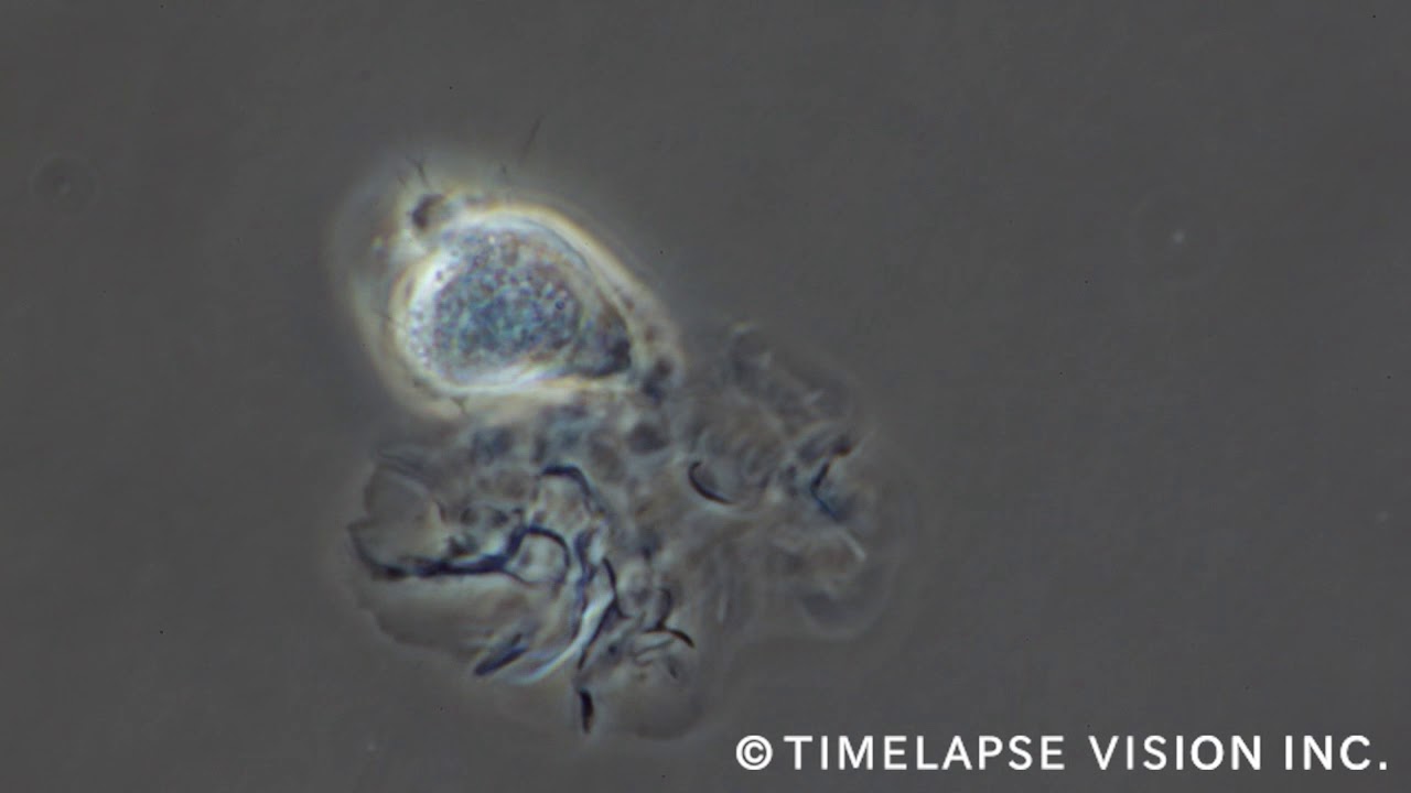 Dendritic cell -樹状細胞-