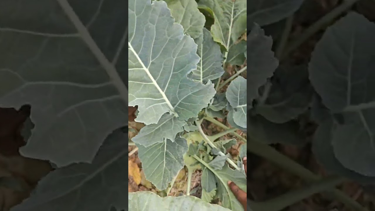 শীতের শেষে বাগানবাড়ির হাল 🥦🍆🙂#shortvideo #viral #baganbari 