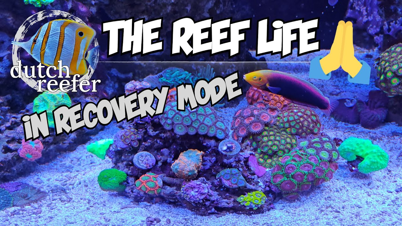 THE REEF LIFE in Recovery Mode 八