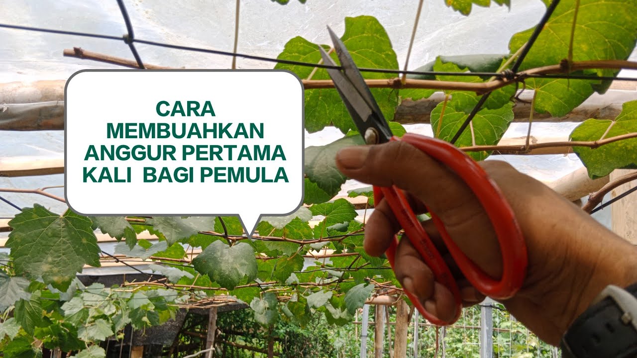 CARA MEMBUAHKAN ANGGUR PERTAMA⁉️