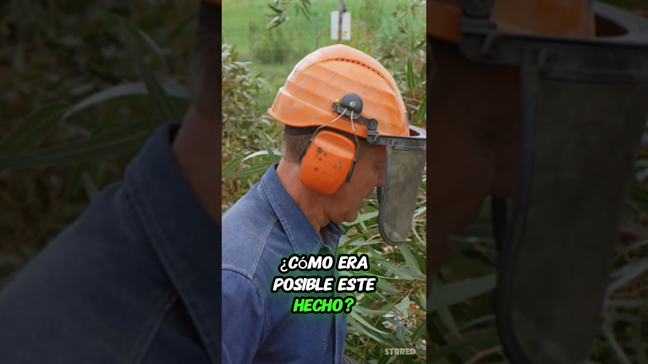 Este árbol guardaba un secreto oculto… ¡Ni los leñadores podían creerlo! 😱