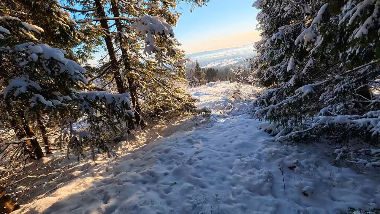 Winter forest hiking off path with Action 6