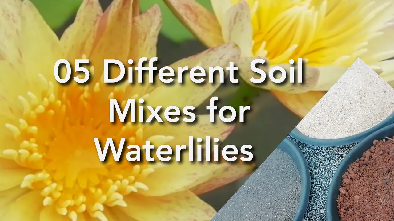 How to make soil mix for waterlilies|Let's grow waterlilies without mud |waterlily secrets