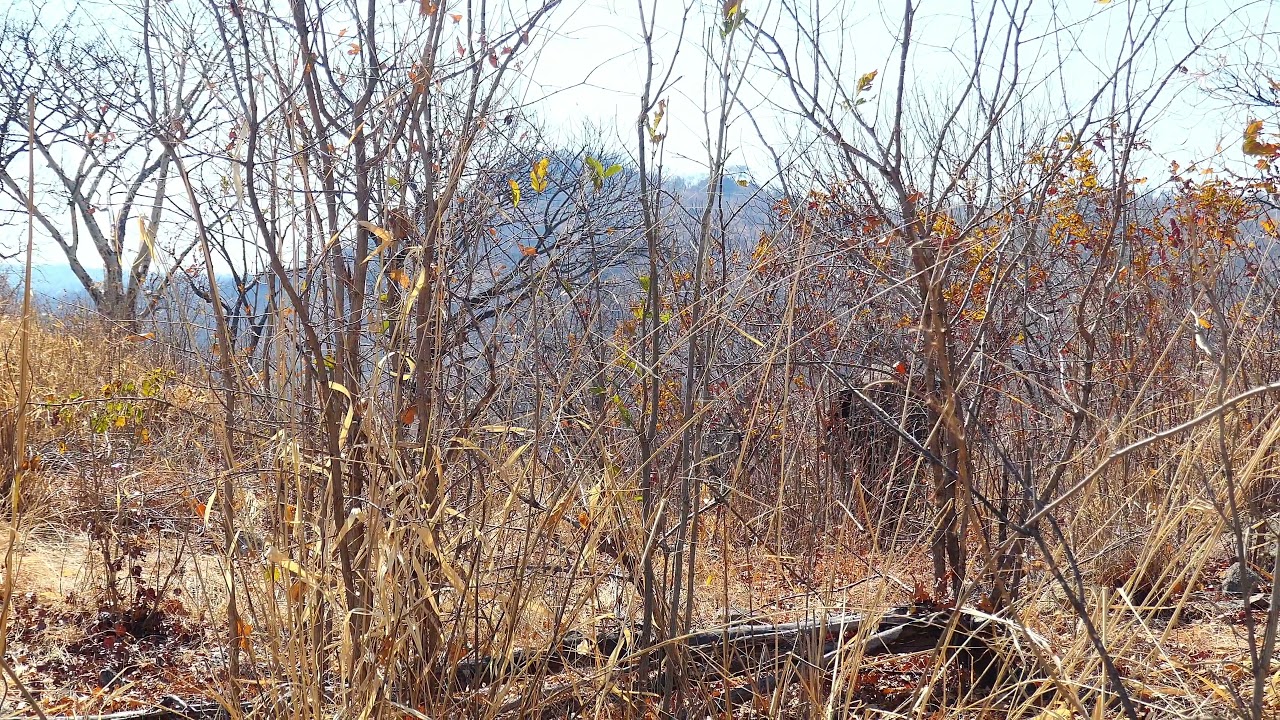 Elephant hunting in Zimbabwe - Mabula Pro Safaris