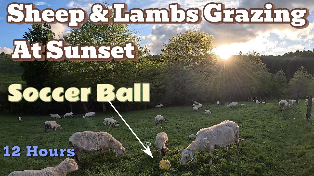 Sheep & Lambs Grazing in Lush New Zealand Field | Relaxing Nature Sounds + Springtime Bliss