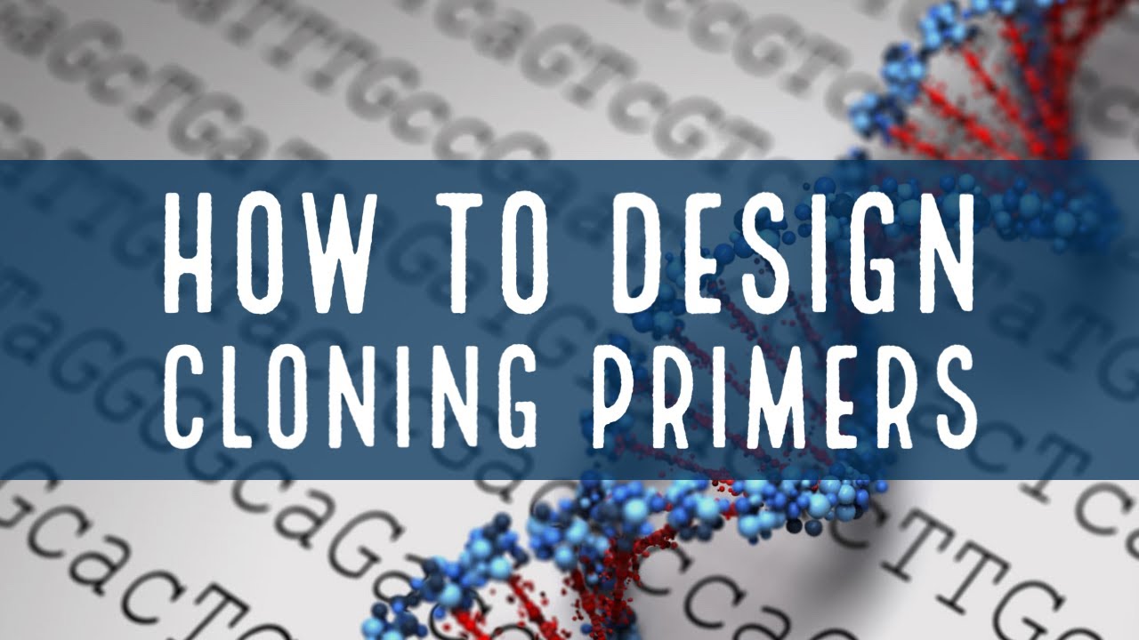 How to design primers for traditional cloning?