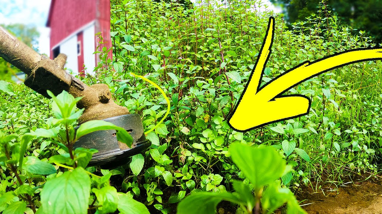 Cutting Overgrown Grass in Creek full of Snakes