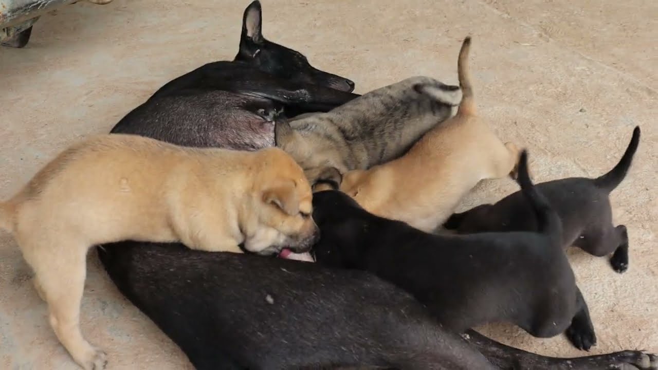 Newborn Puppies Drinking Milk From Their Mother 🐶❤️