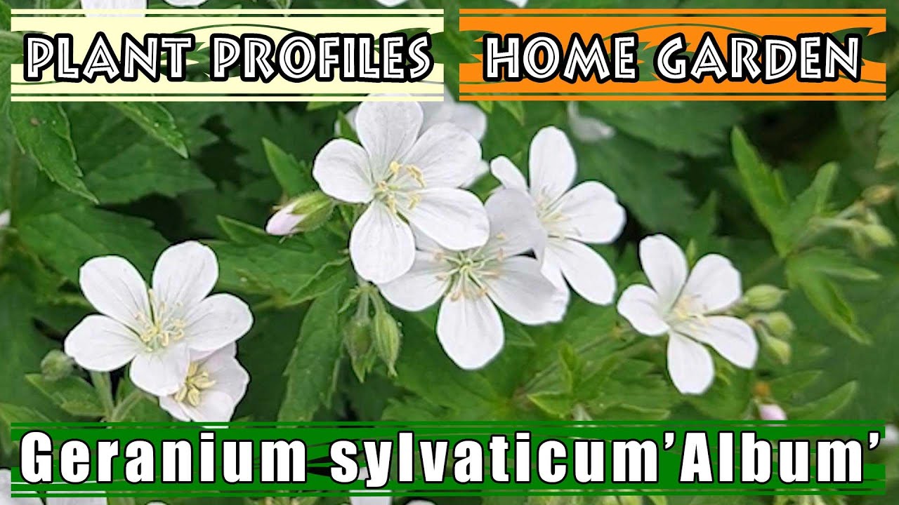 Geranium sylvaticum 'Album' | Wood Cranesbill 'Album'