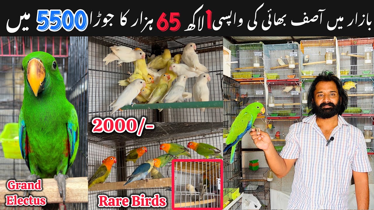 Asif bhai Ka comeback || Har trha k bird pr bri offers || New fanciers k lia special rates. 