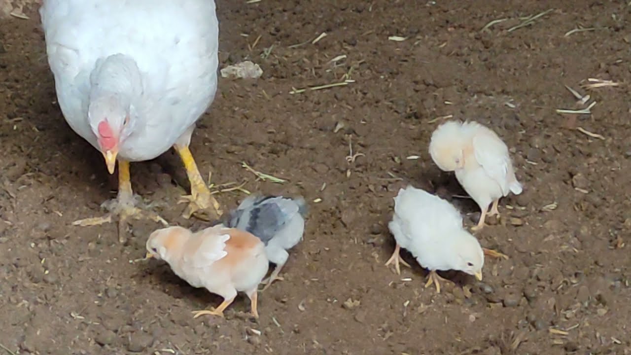 KÜL VE DUMAN RENKLİ CİVCİV, CİVCİVİN MUHTEŞEM RENGİ,🐤 TAKIMIN LİDERİ PORTAKAL RENKLİ CİVCİV, 🐤 🐥🐔