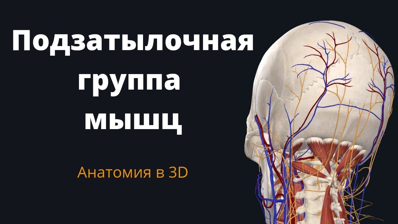 Подзатылочная группа мышц. 3-D обзор.