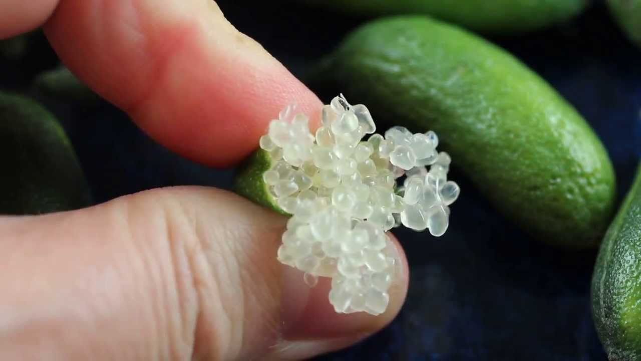 Finger Limes - Citrus Caviar - Citrus Pop Rocks