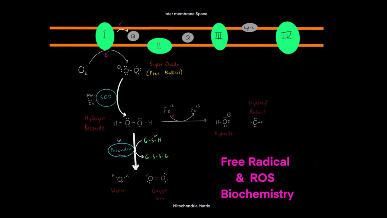 The Biology of Free Radicals & Reactive Oxygen Species & How to Boost our Cells Antioxidant Systems