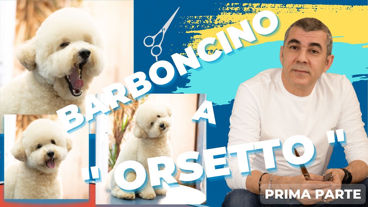 CORSO PRATICO DI TOELETTATURA - Toelettatura Corsi - Barboncino a orsetto - Prima parte a forbice