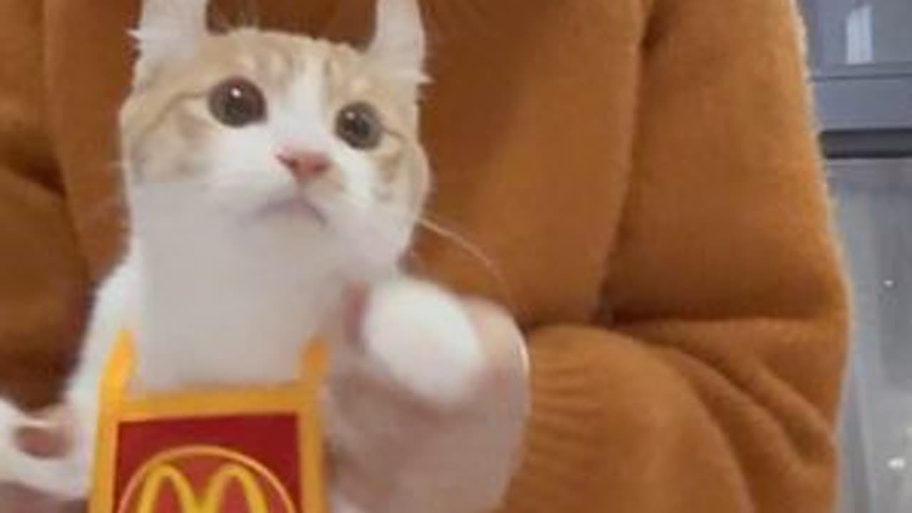 谢谢一直关注花卷收编后日常的宝子们，新年快乐啊#我把我的猫养大啦 #捡了个猫 #岁岁都有喵 #猫咪2023年终总结 #卷耳猫花卷
