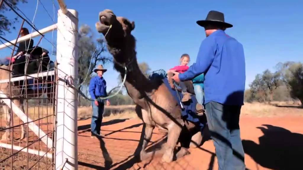 Camel Farm Alice Springs | Pyndan Camel Tracks