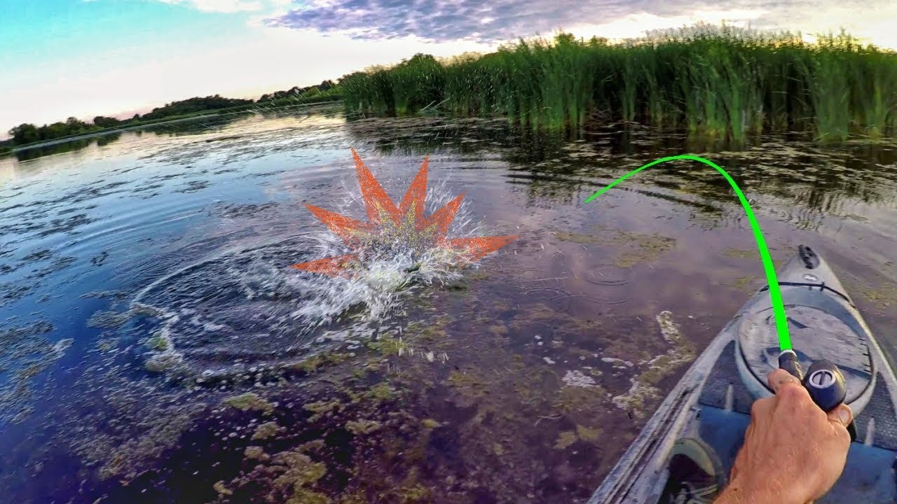 These Bass Couldn't Resist The Frog!