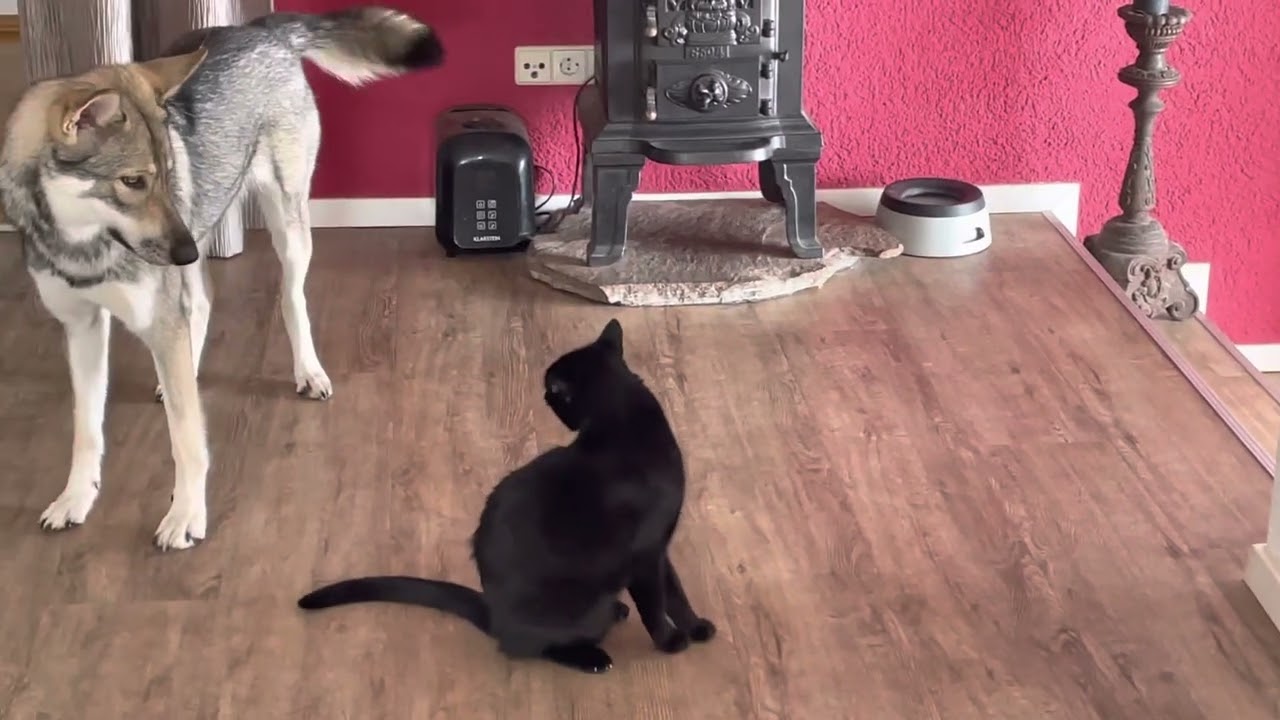 Saarloos Wolfhund - Belle mit ihrer Katze Sam
