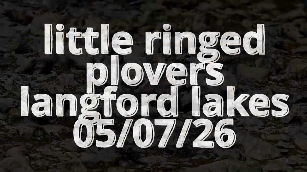 little ringed plovers Langford lakes 05/07/26, watch for the surprise appearance? #birds #nature