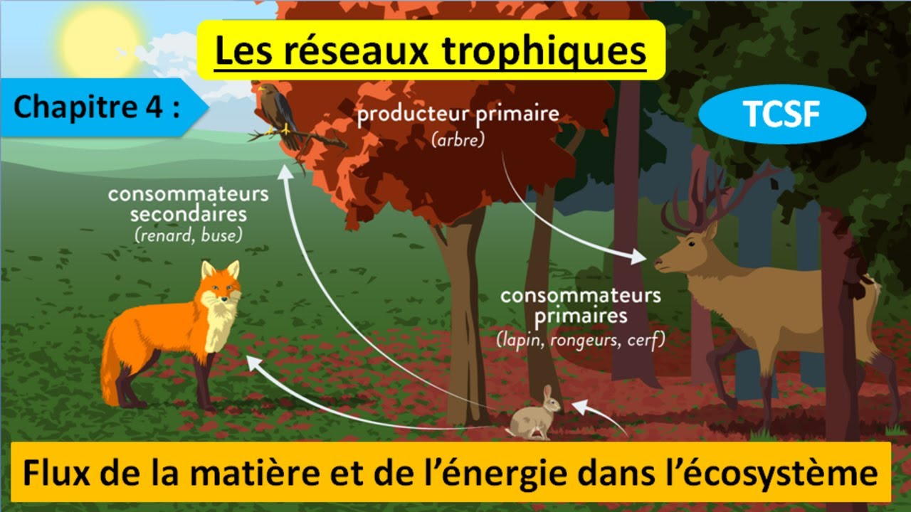 Les réseaux trophiques svt TCSF le flux de la matière et de l'énergie -2- (شرح بالداريجة)