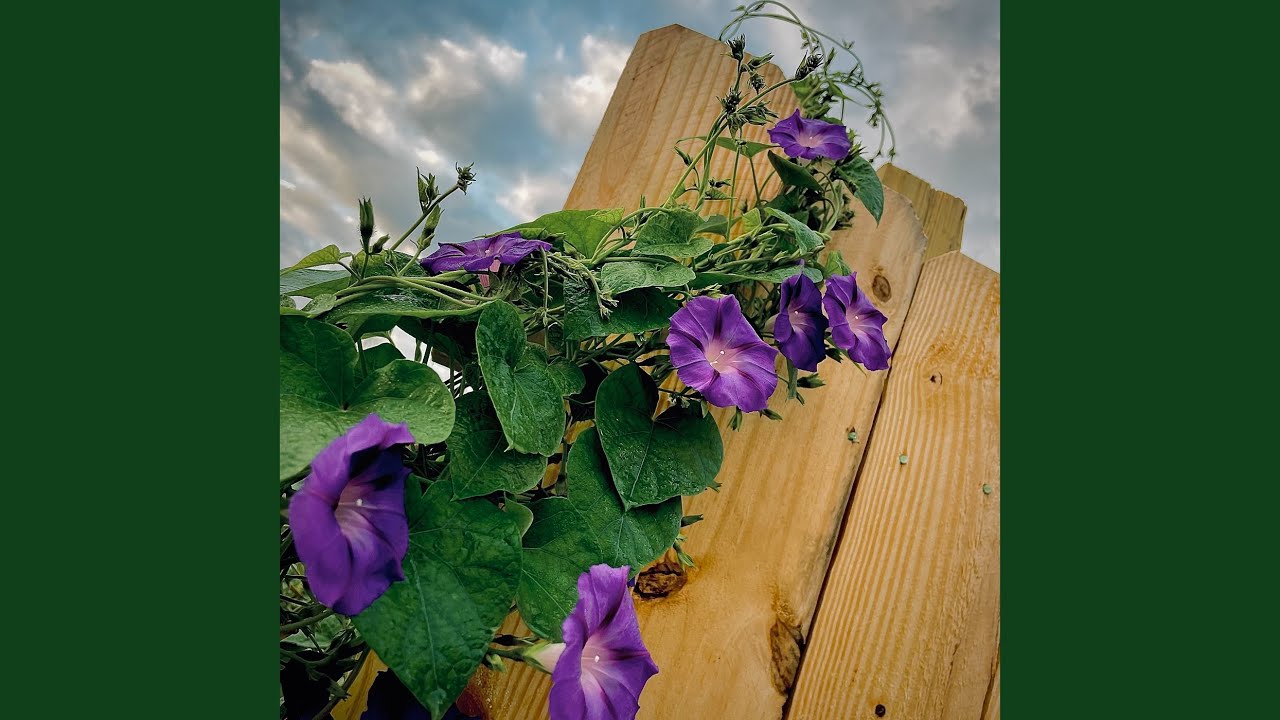 Dark Purple Flowers