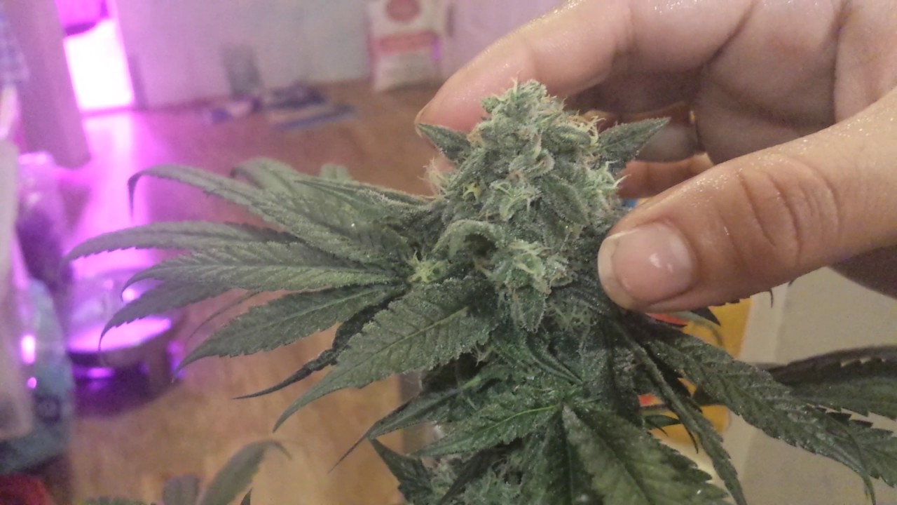 Harvest soon!! Week 7 flower stage Unknown strain