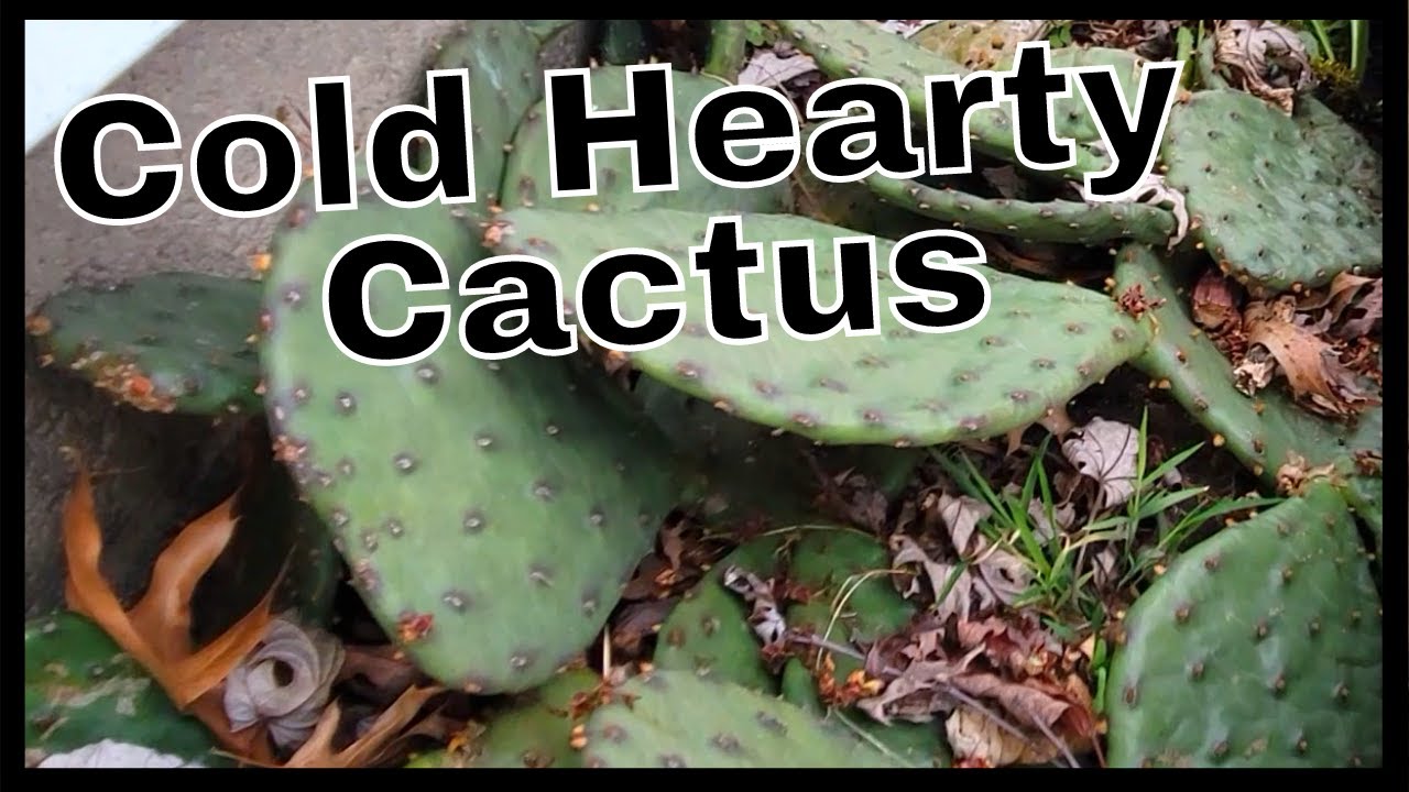 Can You Grow Cactus in Cold Weather Conditions /  Prickly Pear Cactus Opuntia Family / Succulents