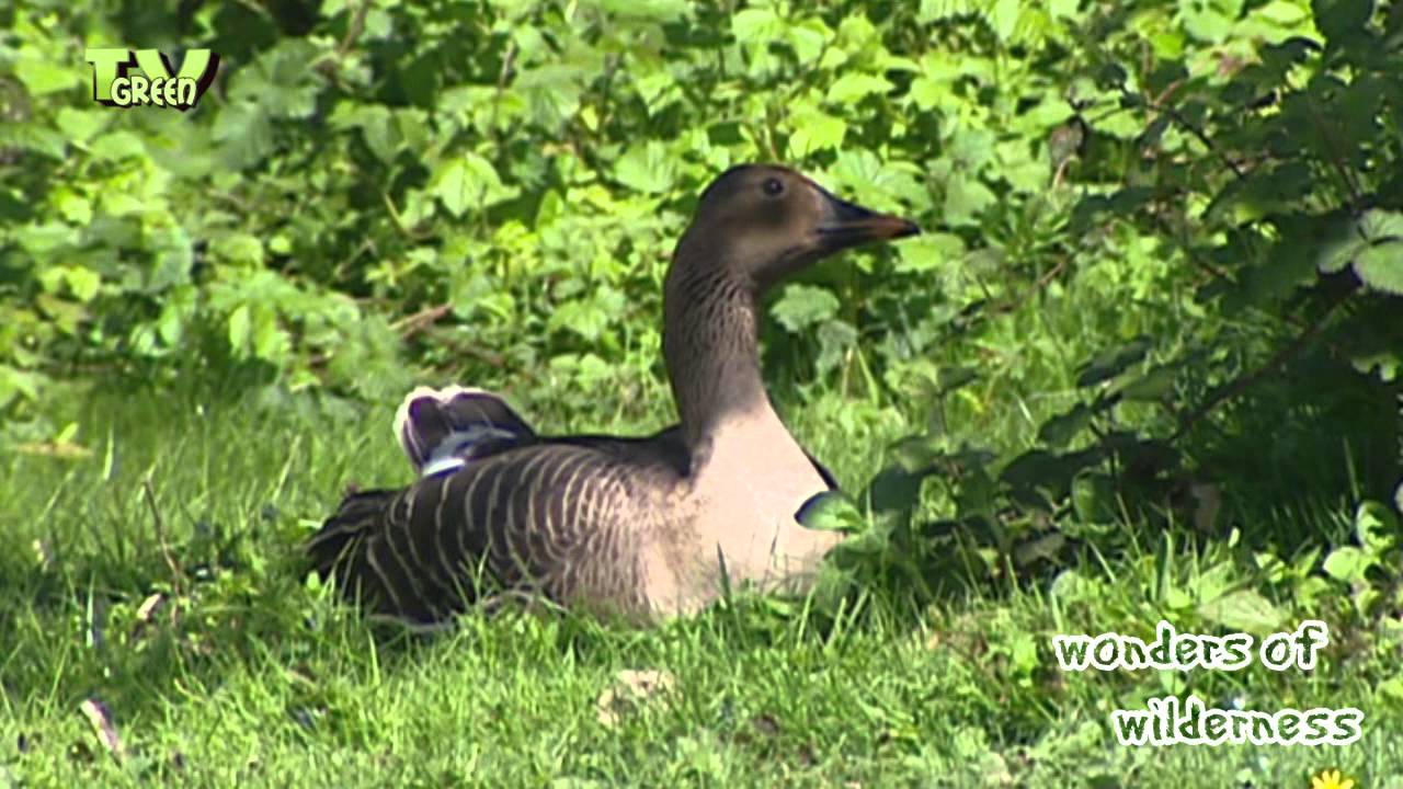 Greylag goose family - grauwe gans - anser anser #03