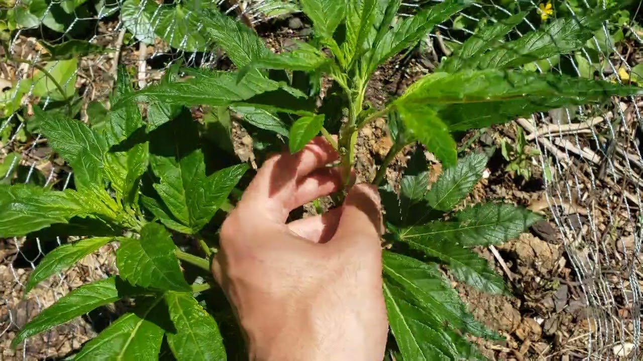 2022 Outdoor Cannabis Garden Tour | Garden Update [#01] - May 2