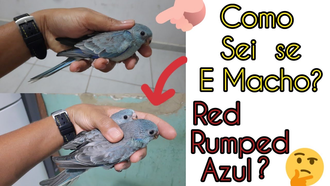 COMO SABER O SEXO DE RED RUMPED FILHOTE AZUL?