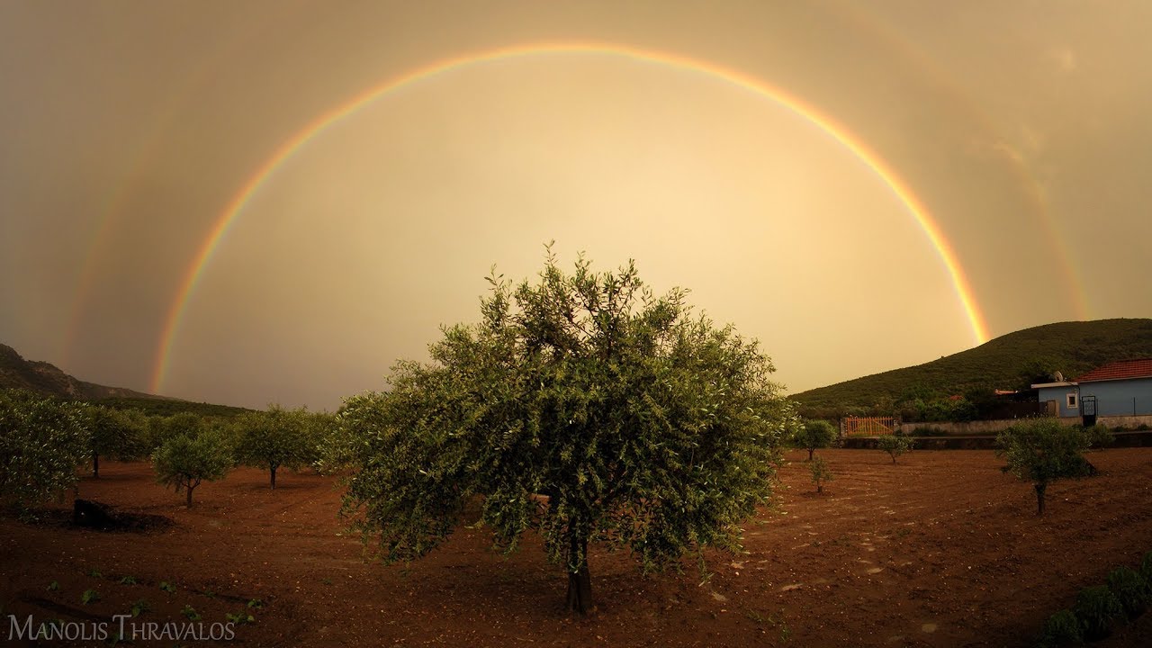 KORONEIKI olive tree growth rate per year/olive inside/