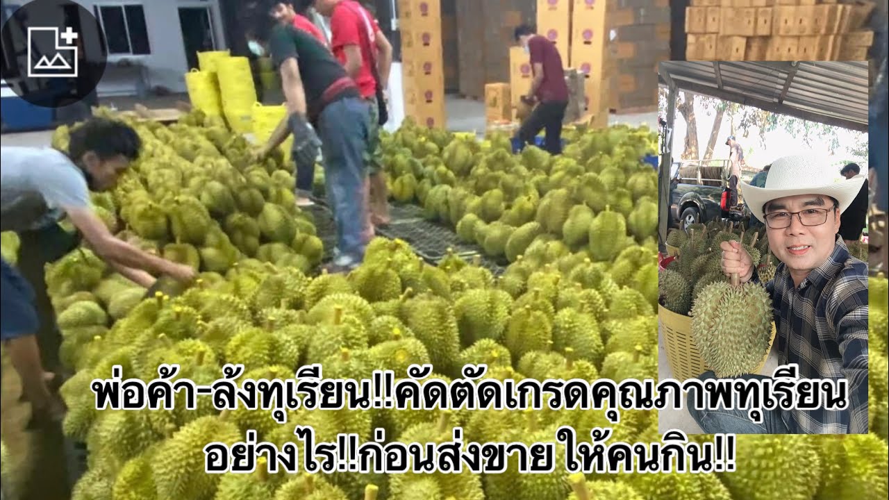 EP.35(ตอน1)พ่อค้า-ล้งทุเรียน!! คัด-ตัดเกรดทุเรียนคุณภาพอย่างไร?ก่อนส่งขายตลาดทั้งในและต่างประเทศ!!