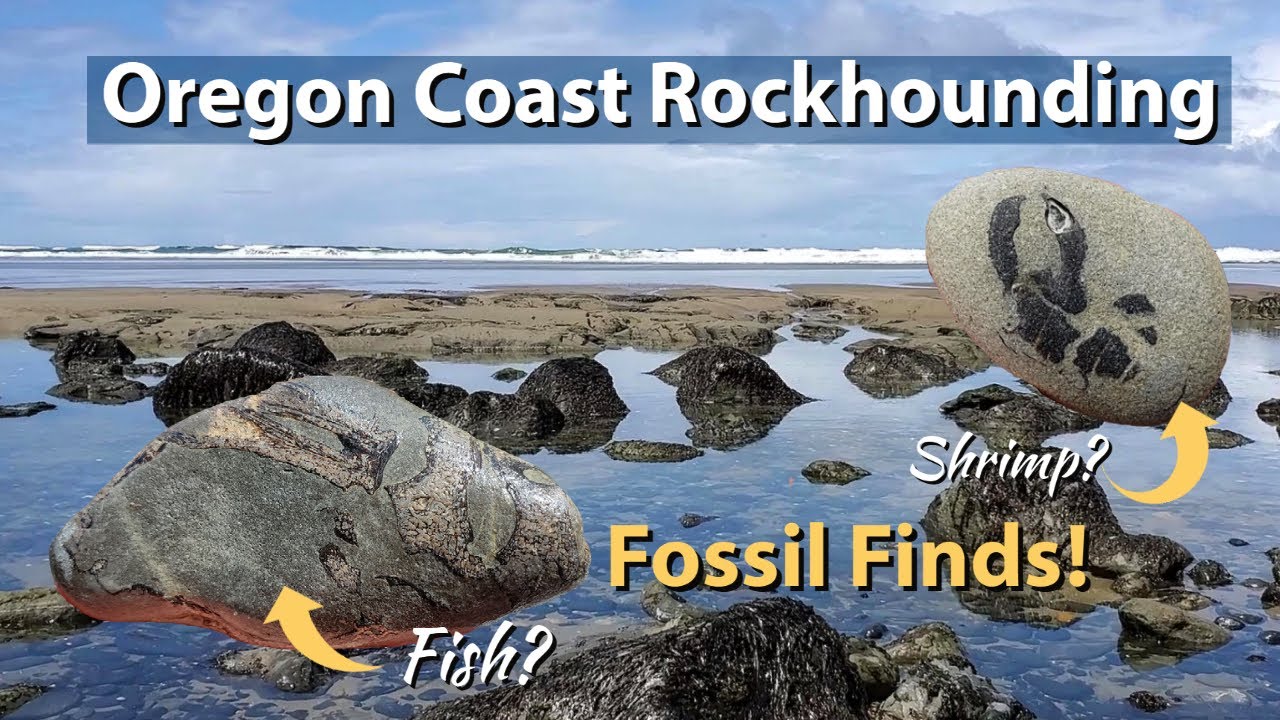 Oregon Coast Rockhounding: Fossil Finds #thefinders