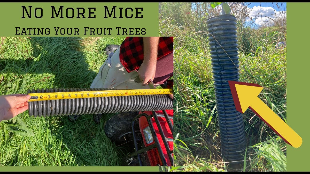 How to Make a DIY Guard for Fruit Trees | Tutorial for Drainage Pipe Tree Guard