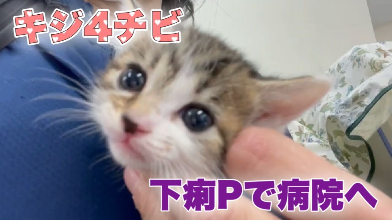 離乳食と同時に下痢との戦いが始まる子猫4匹兄弟【4 kittens】