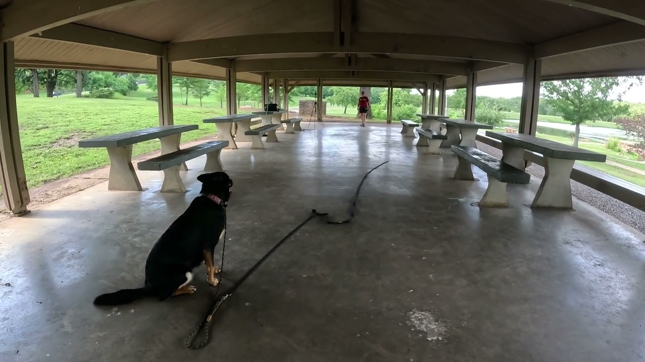 German Shepherd/Blue Heeler Mix Recall