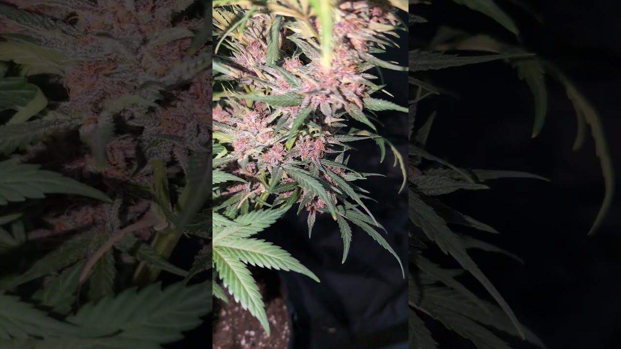 Purple Haze Auto  🟣 Fast Buds carpenter brown
