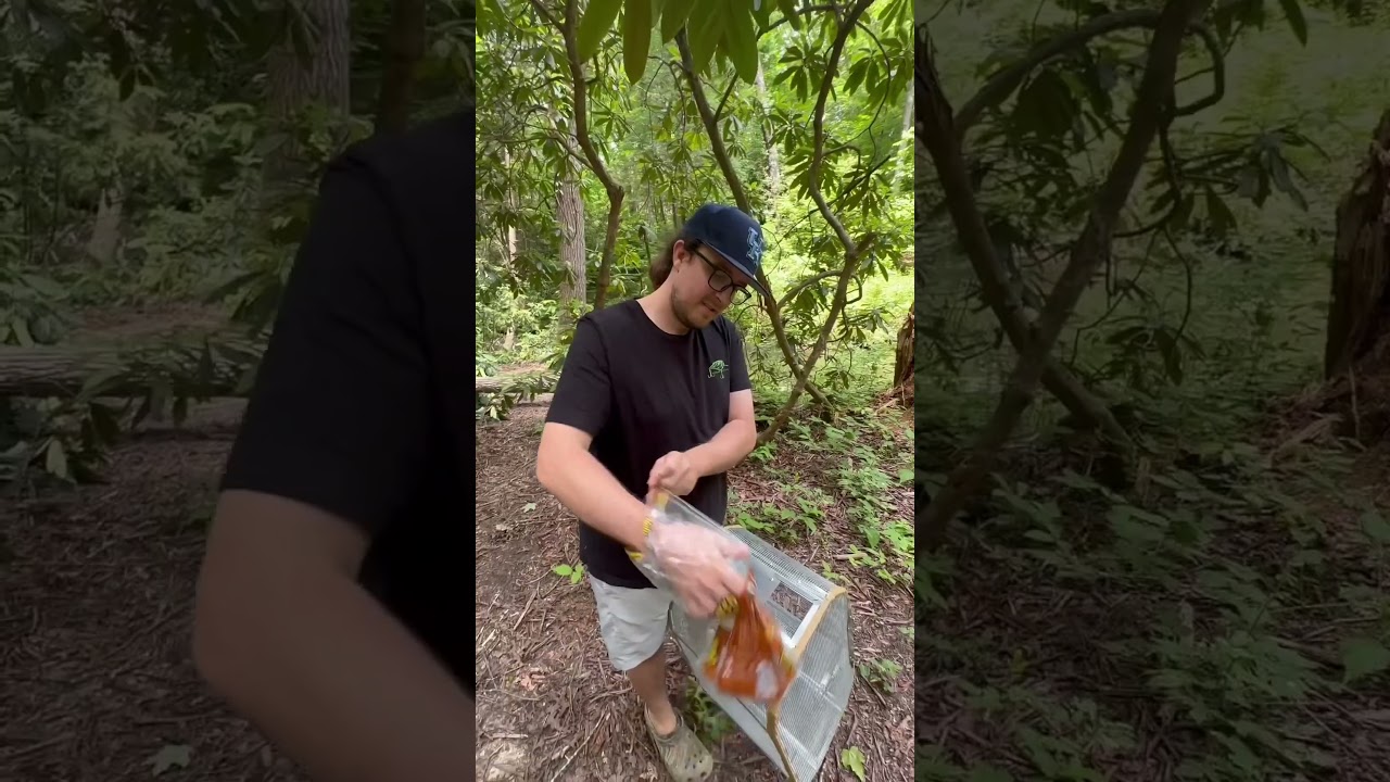 This is the Biggest Minner Trap I've Ever Seen! #minners #trapping #creek #wilderness