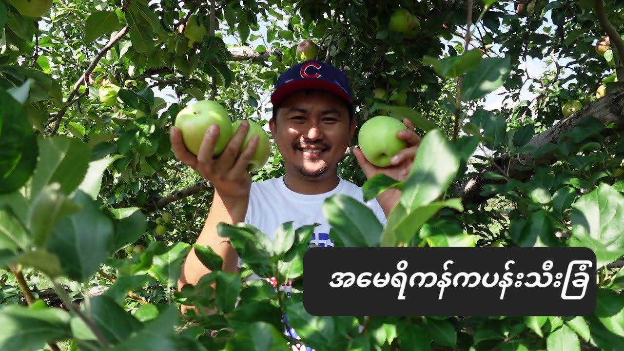 အမေရိကန်ကပန်းသီးခြံ Anderson orchard apple farm in mooresville, IN