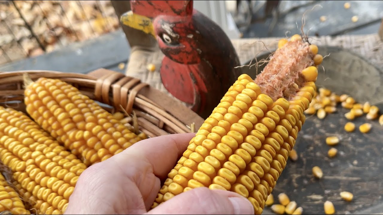 ASMR Dry Corn Shucking & Shelling! (No talking only) Sweeping the porch and gathering treasure!